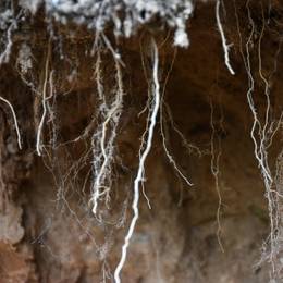 The roots of a tree growing out of a cave.