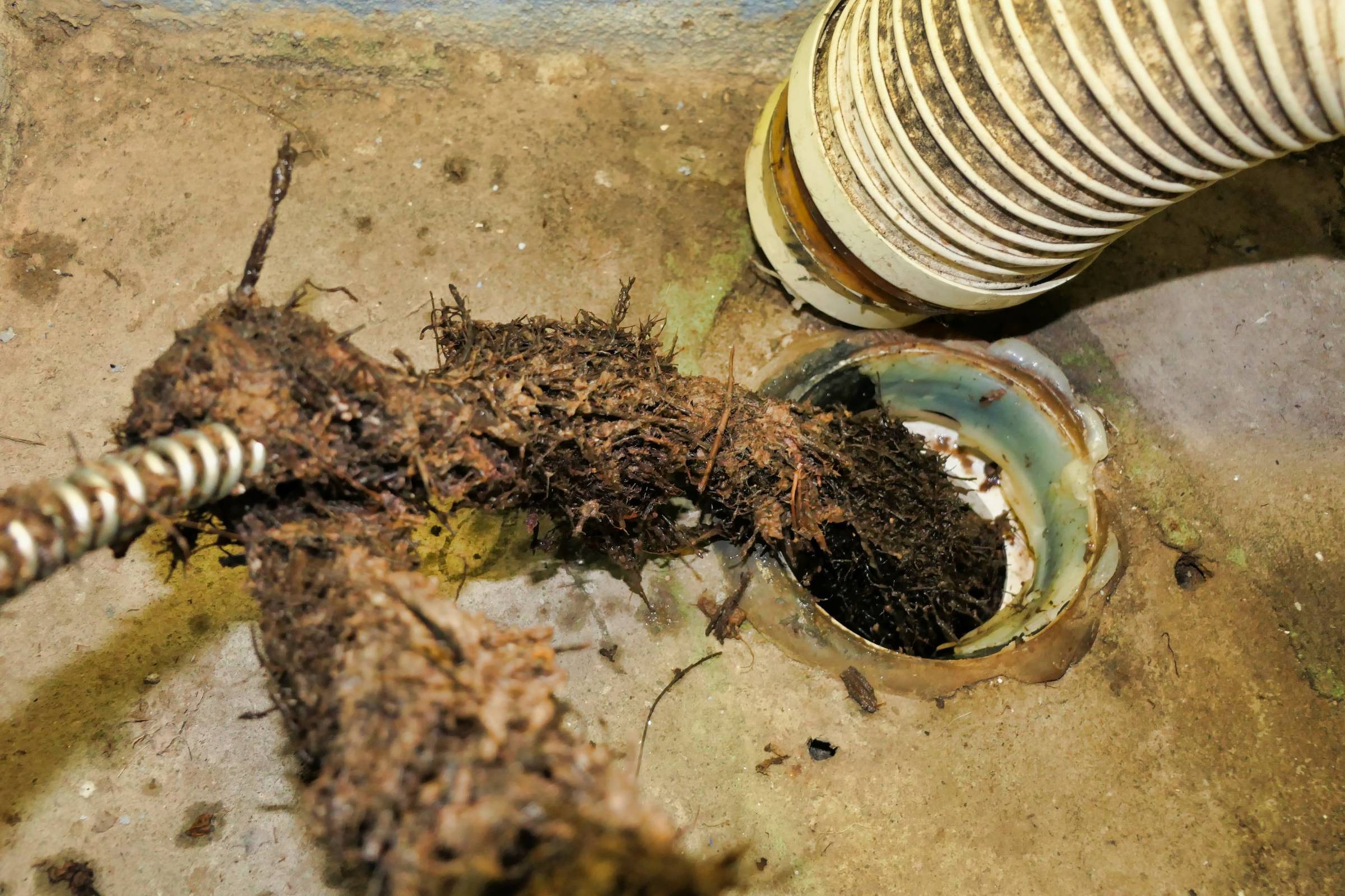 A clogged drain with a hose attached to it.